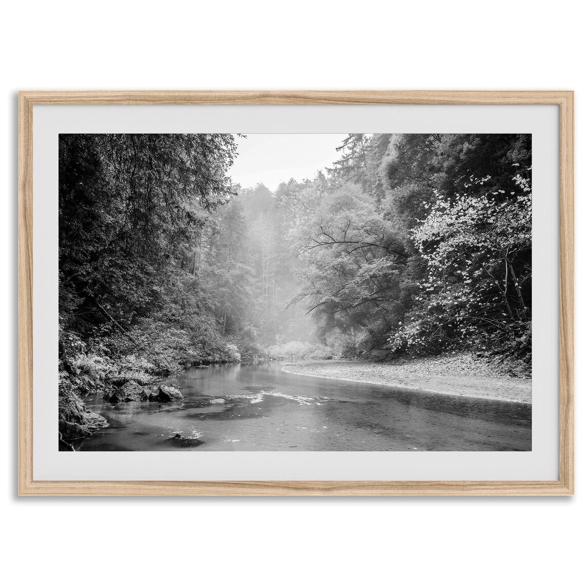 Misty Redwood Forest, California Nature Art Print
