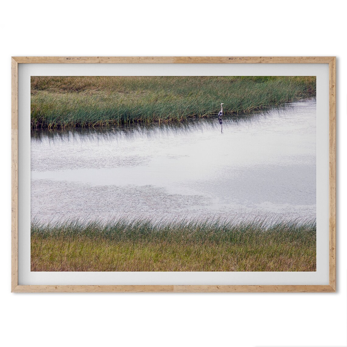 Serene Marsh Wetland Great Blue Heron In Reeds Calm Nature Poster