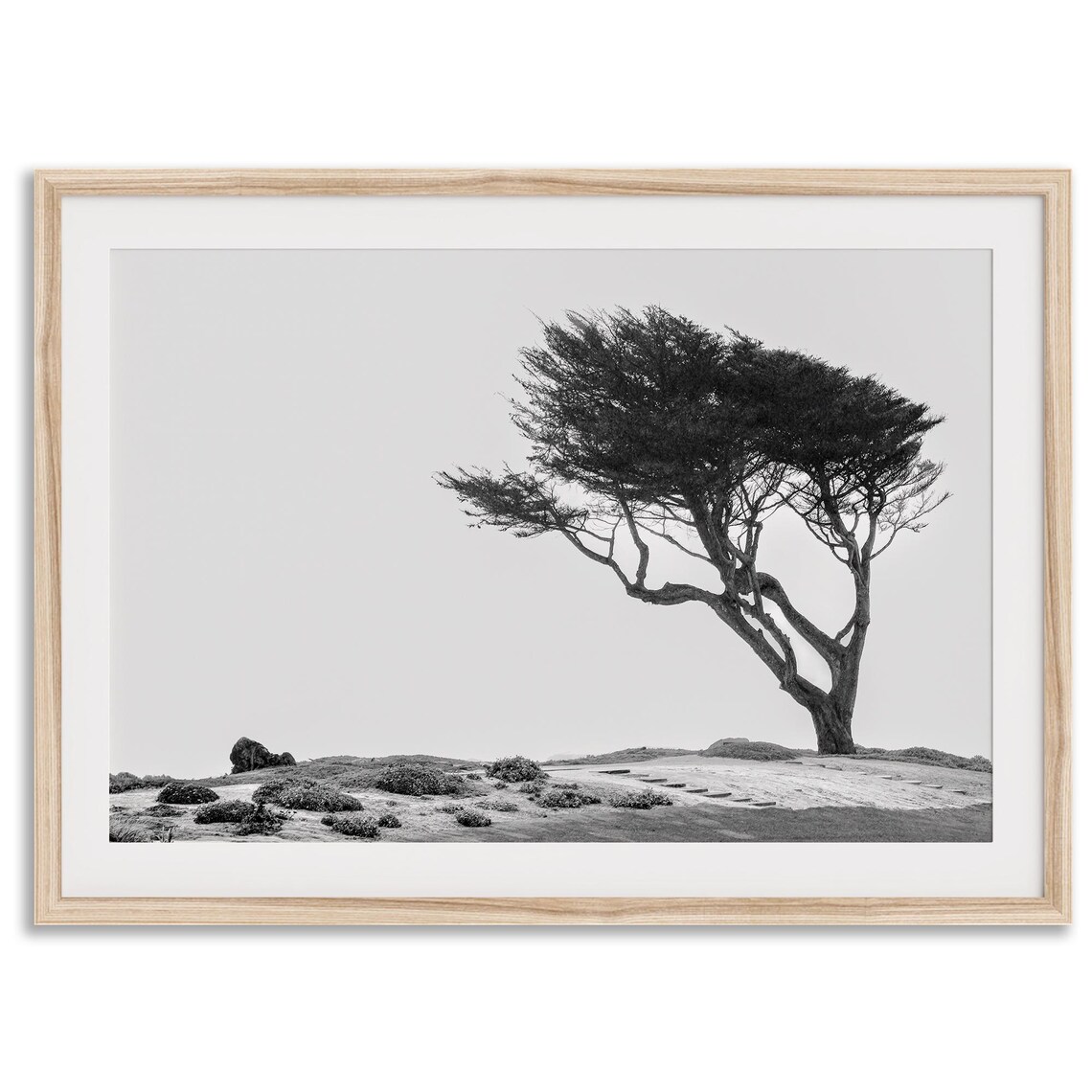 Coastal Tree Black and White Art Print, California