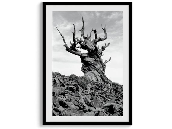 Ancient Bristlecone Pine Tree Black and White Art Print