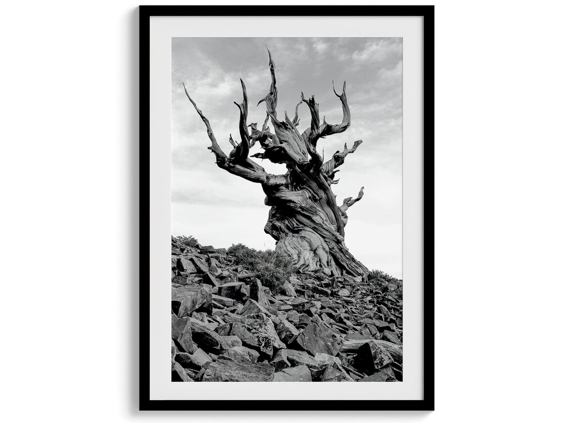 Ancient Bristlecone Pine Tree Black and White Art Print