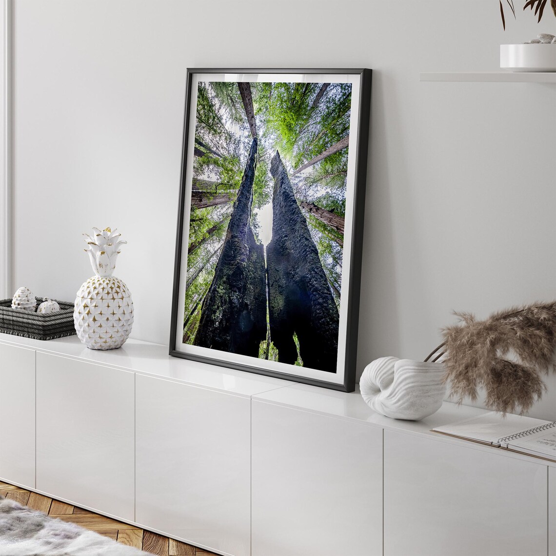 Redwood Canopy Fine Art Photography Art Print - Image 2