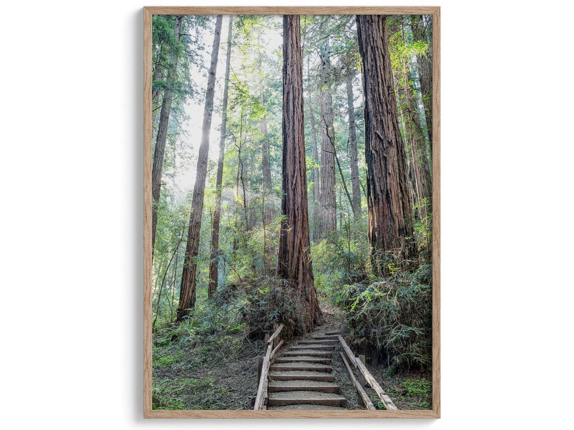 Redwood Forest Trail Wooden Steps Sunlit Giant Trees Nature Poster - Image 5
