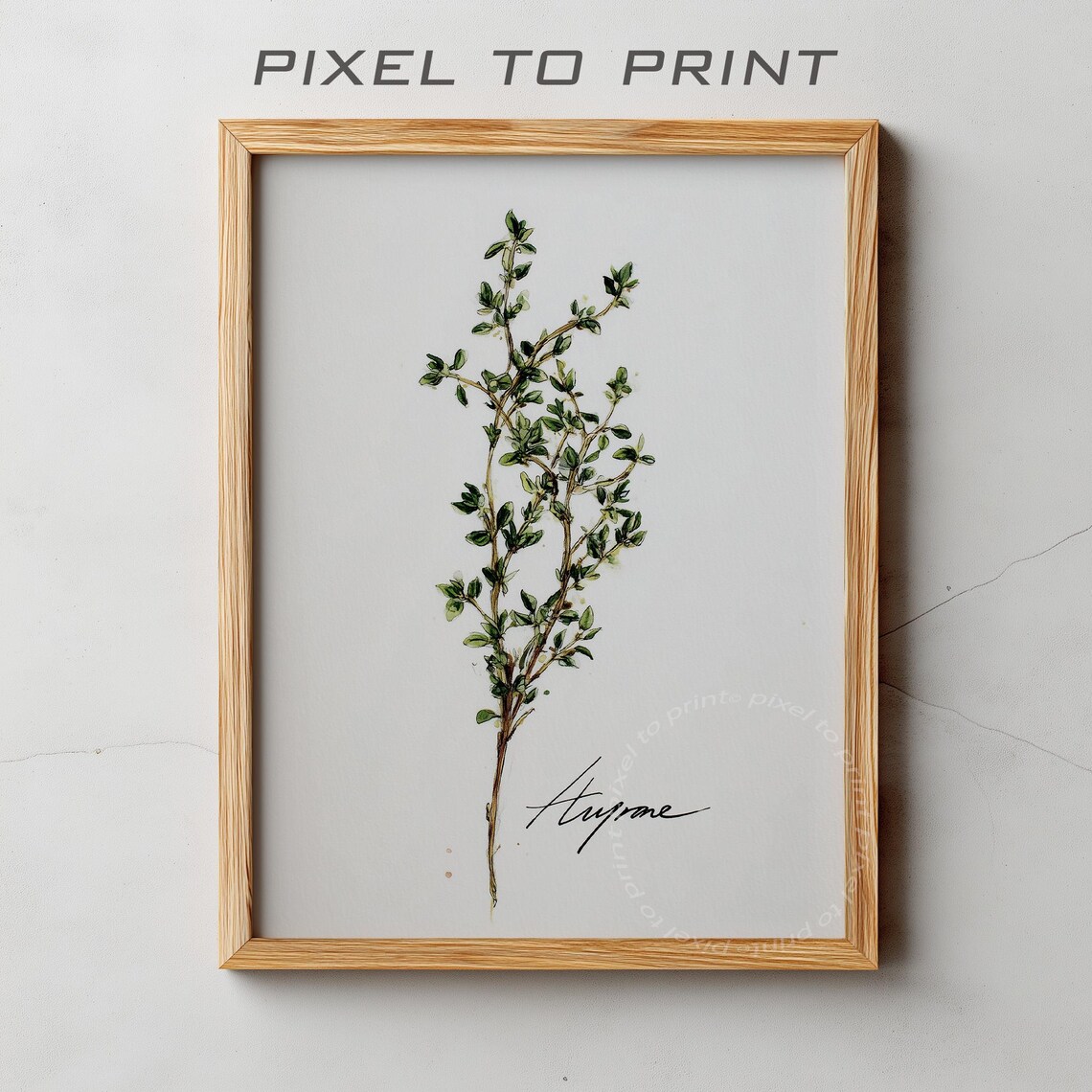 Delicate Thyme Sprig Watercolor Minimalist Botanical Herb Kitchen Print