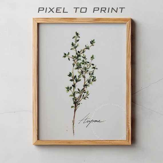 Delicate Thyme Sprig Watercolor Minimalist Botanical Herb Kitchen Print