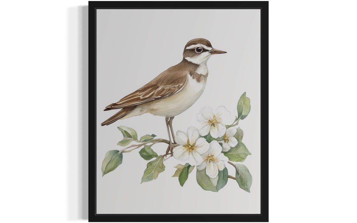 Killdeer Shorebird on a White Blossom Branch Watercolor Poster