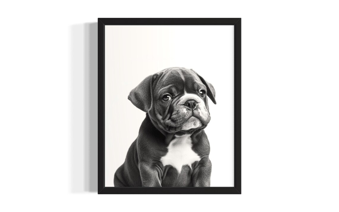 Sweet Bulldog Puppy Photo Black And White Studio Portrait Poster