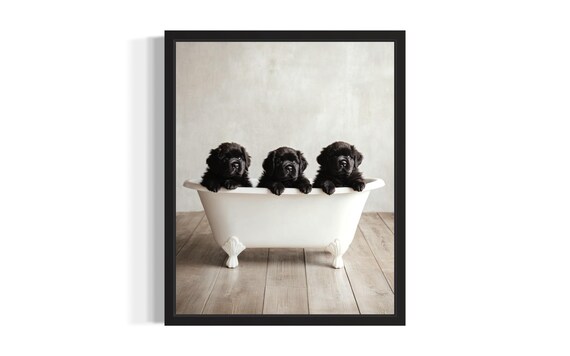 Newfoundland Puppies In Bathtub Three Black Fluffy Pup Trio Poster
