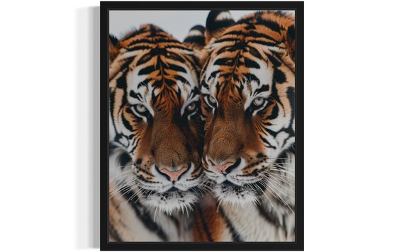 Two Tigers Nuzzling Close-Up Wildlife Photography Art Poster