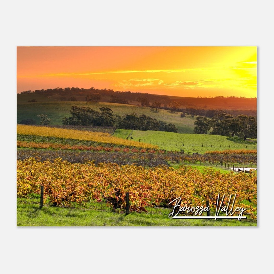 Barossa Valley Australia Vineyard Sunset Wine Country Travel Poster