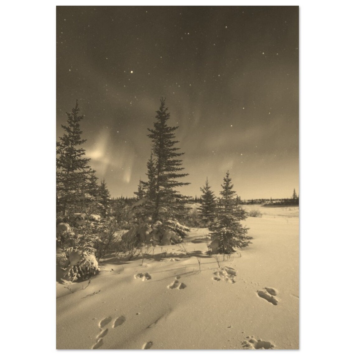 Sepia Winter Night Snowy Pines Starry Sky Northern Lights Print