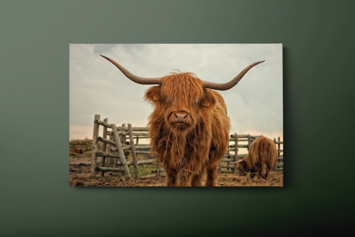 Highland Cow Portrait Scottish Cattle Meadow Painting Animal Wall Art