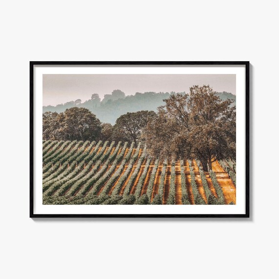 Sonoma County Vineyard Rows Golden Harvest Wine Country Poster