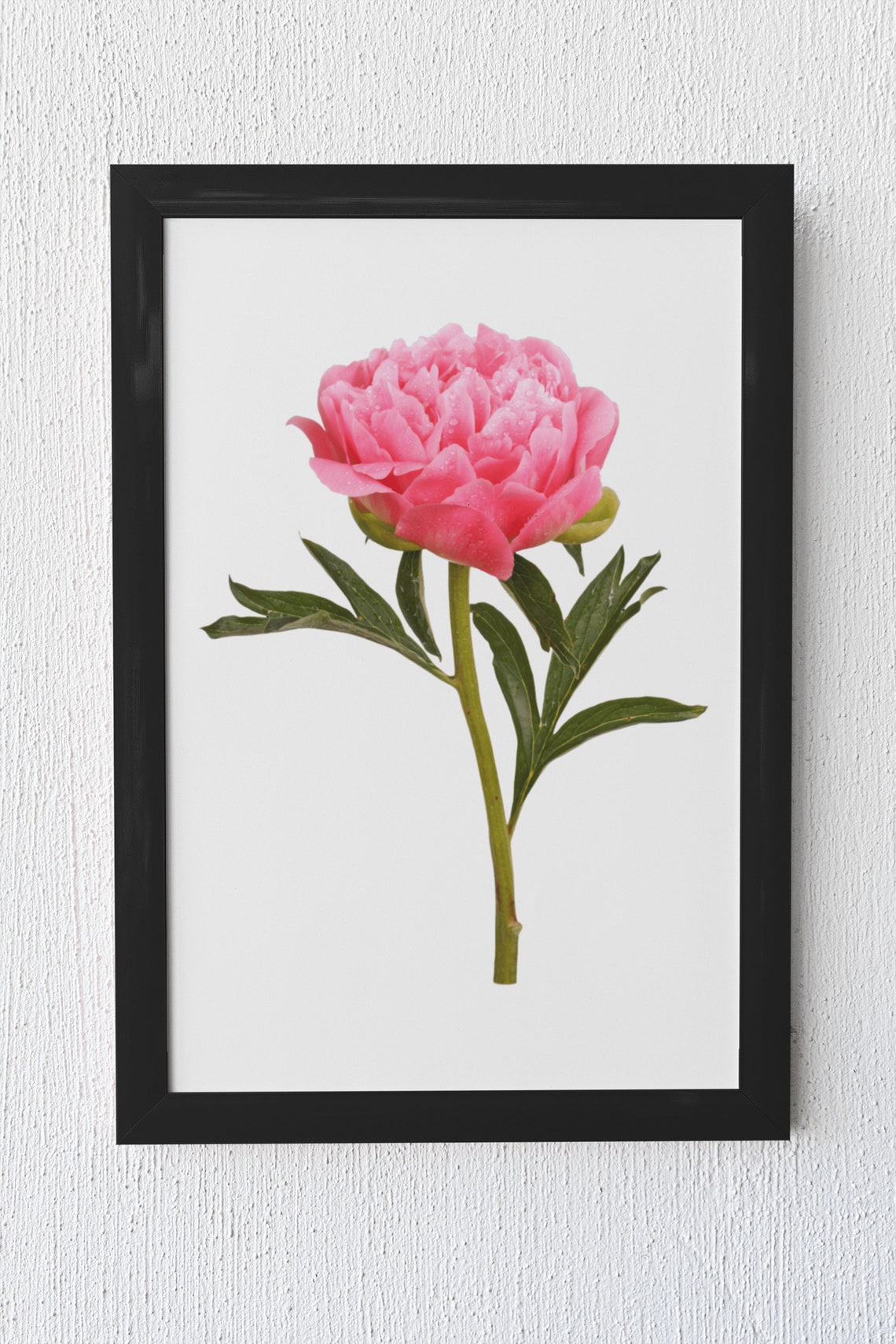 Pink Peony Blossom Botanical Photo White Background Floral Poster - Image 4