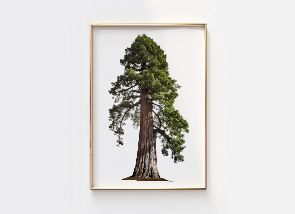 Giant Sequoia Tree Minimalist Nature Forest Botanical Poster
