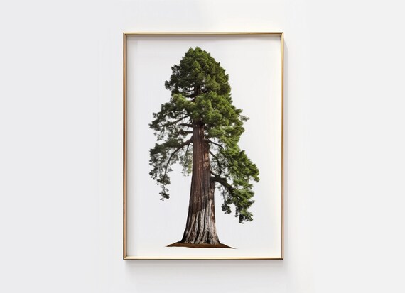 Giant Sequoia Tree Minimalist Nature Forest Botanical Poster