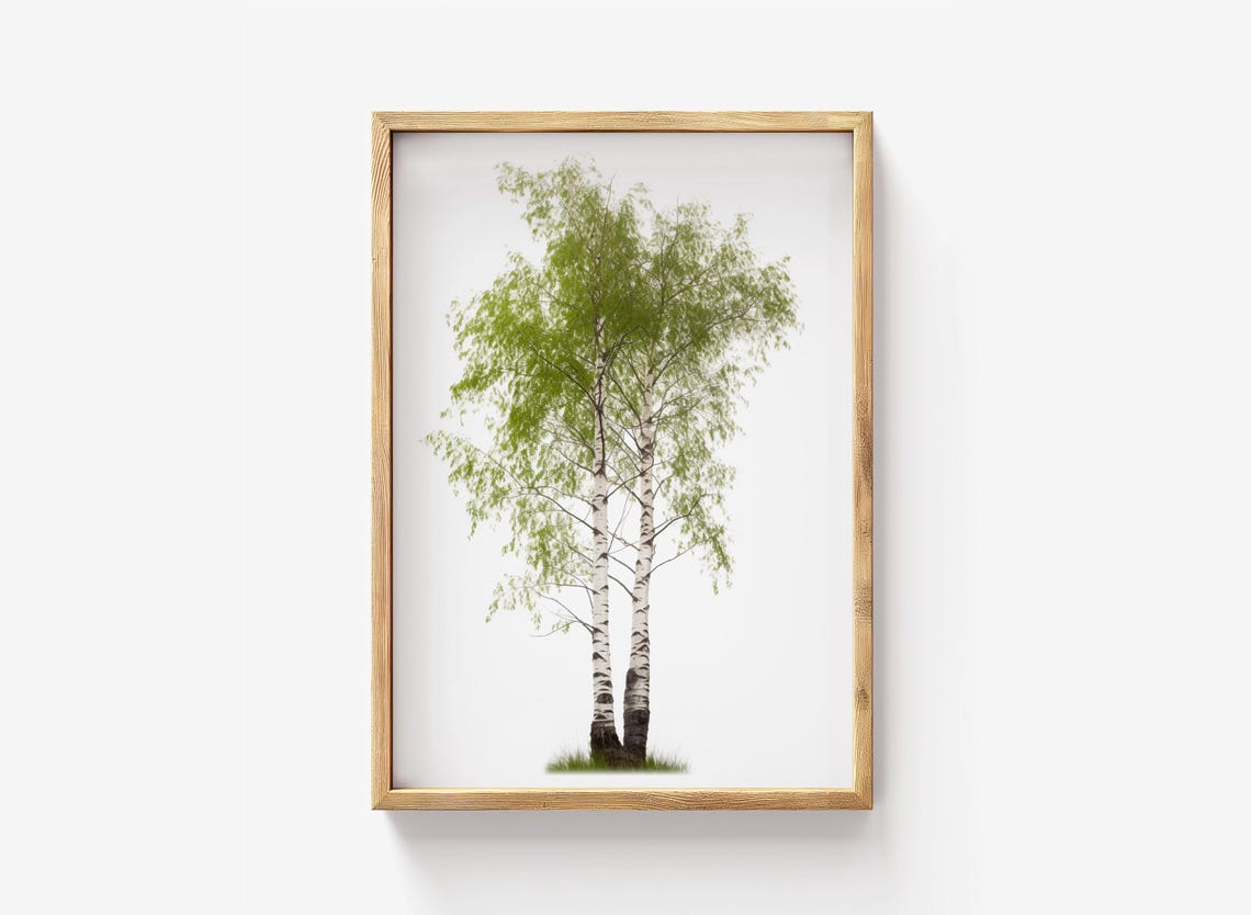 Single Birch Tree Botanical Poster Minimalist White Bark Art