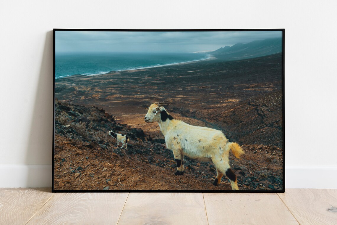 White Goat On Volcanic Hillside Above Ocean Wildlife Photo Print