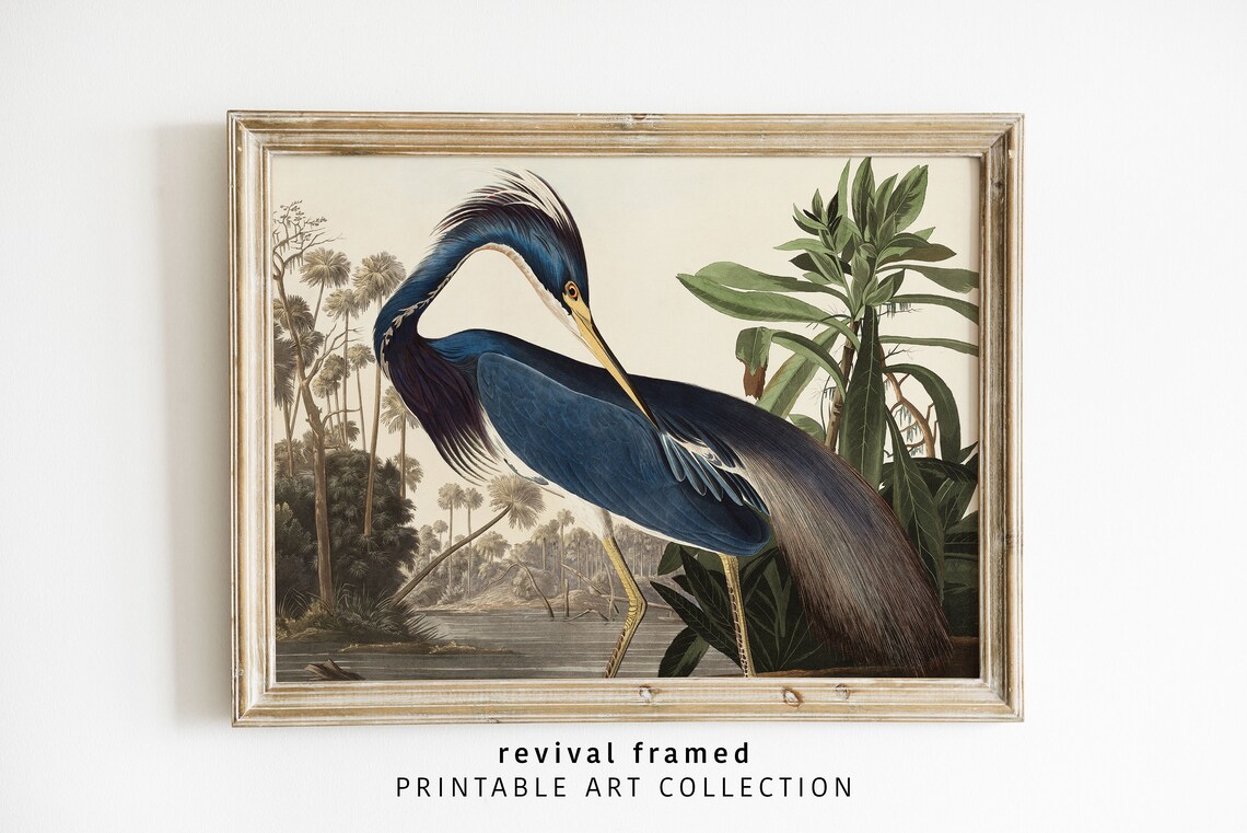 Blue Heron by John James Audubon Vintage Bird Illustration Poster