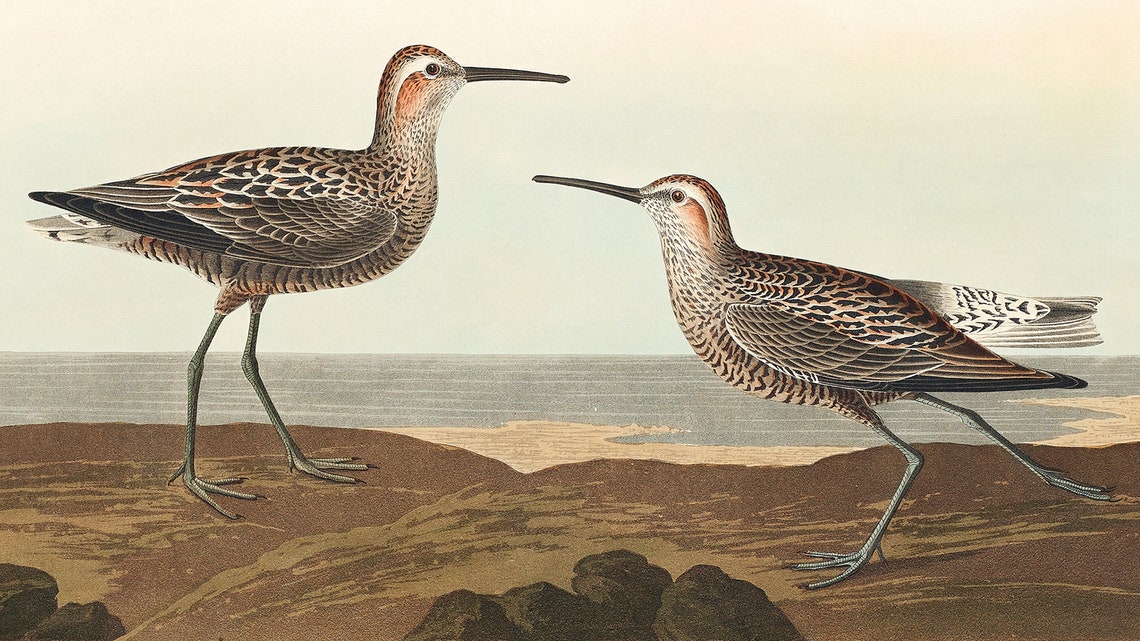 Vintage Sandpipers Shorebird Engraving on Rocky Shore Poster - Image 2