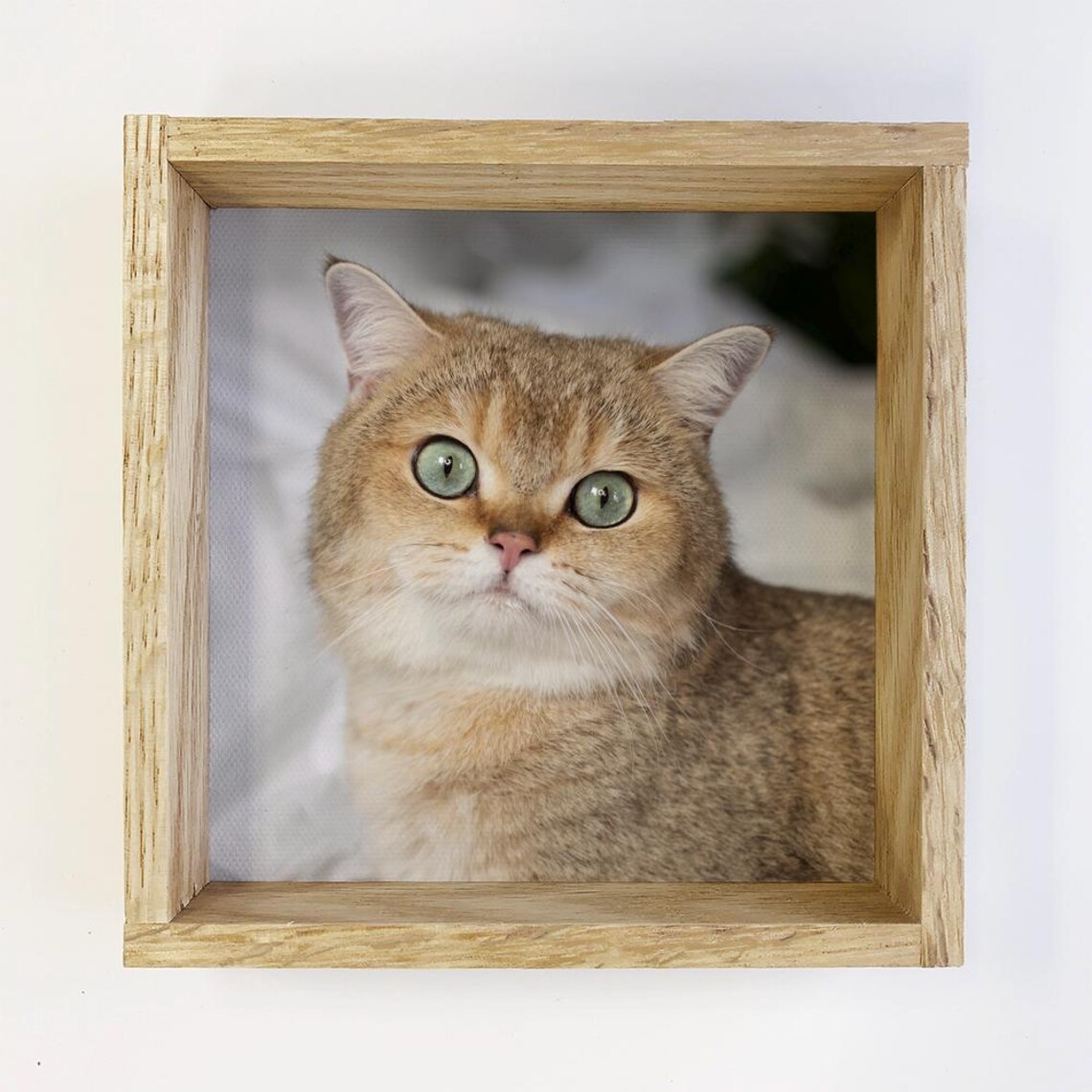 Sweet Golden British Shorthair Cat With Green Eyes Photo Print
