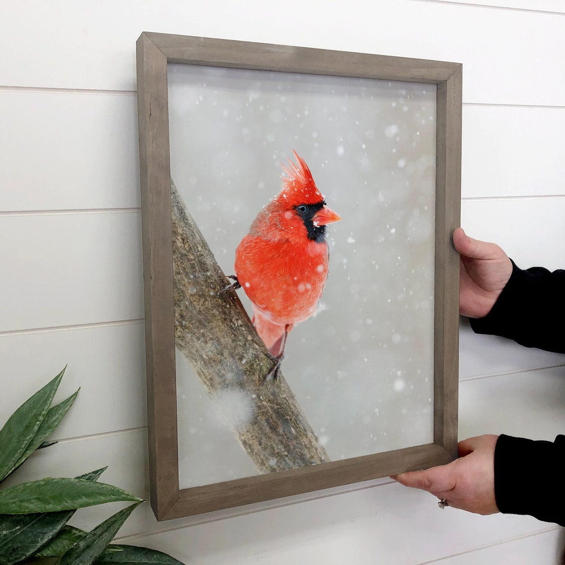 Red Cardinal on Snowy Branch Winter Bird Photography Wildlife Poster