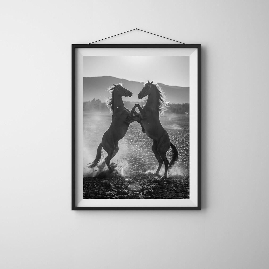 Two Rearing Stallions Dramatic Black and White Horse Photography Poster
