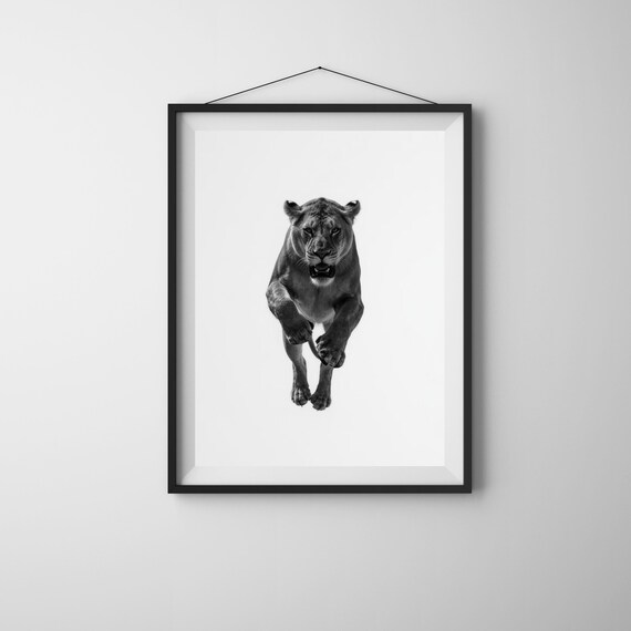 Leaping Lioness Black and White Wildlife Photography Minimalist Print