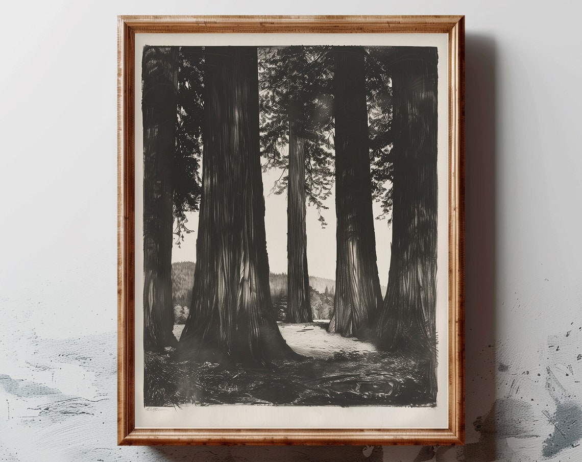 Towering Redwood Tree Trunks Black Charcoal Style Forest Poster
