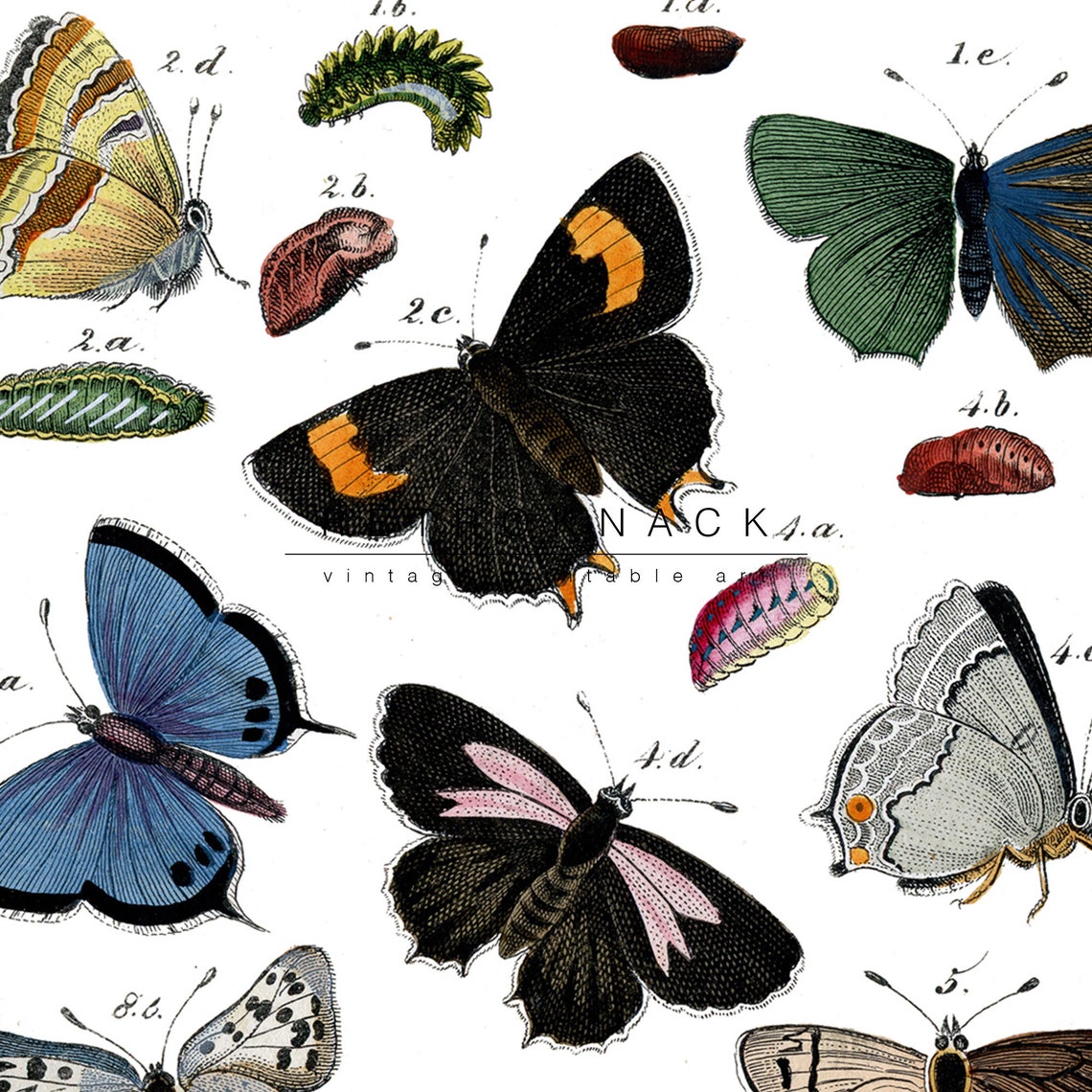 Antique Butterfly Moth Entomology Chart Scientific Illustration Print - Image 2