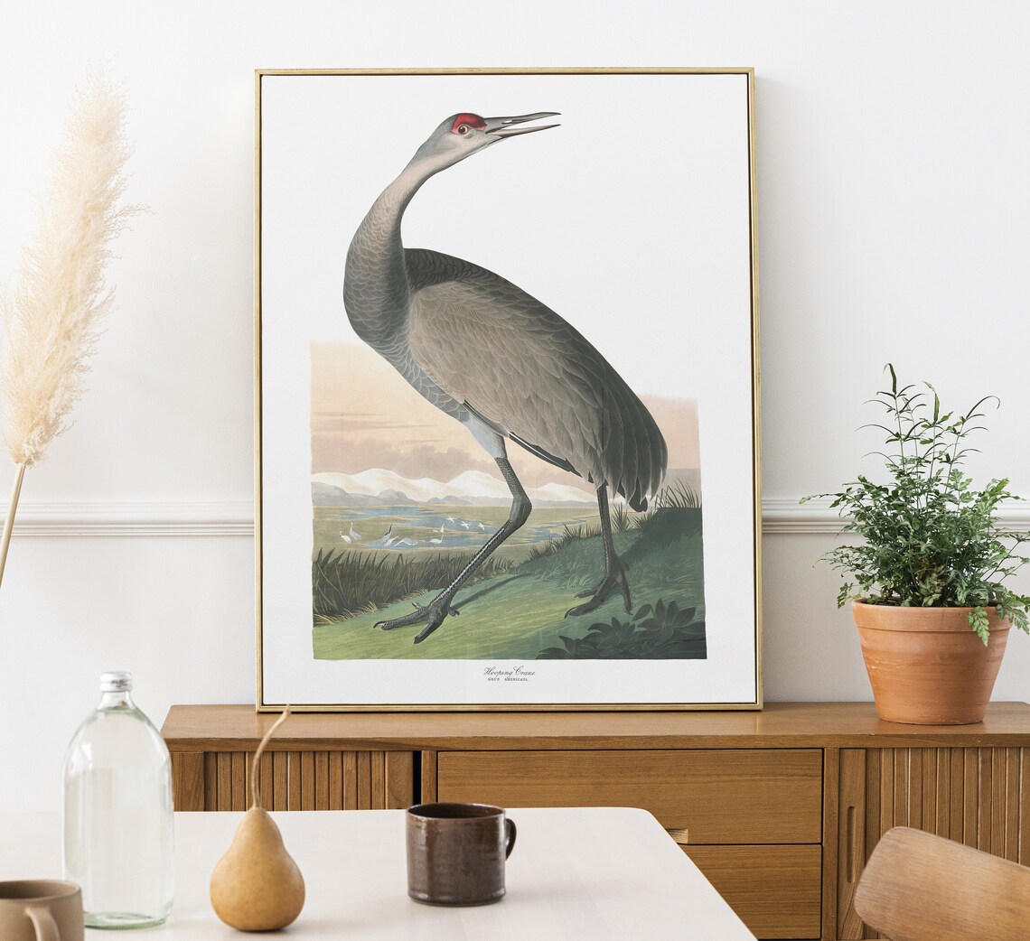 Hooping Crane Antique Vintage Naturalist Bird Illustration Poster - Image 5