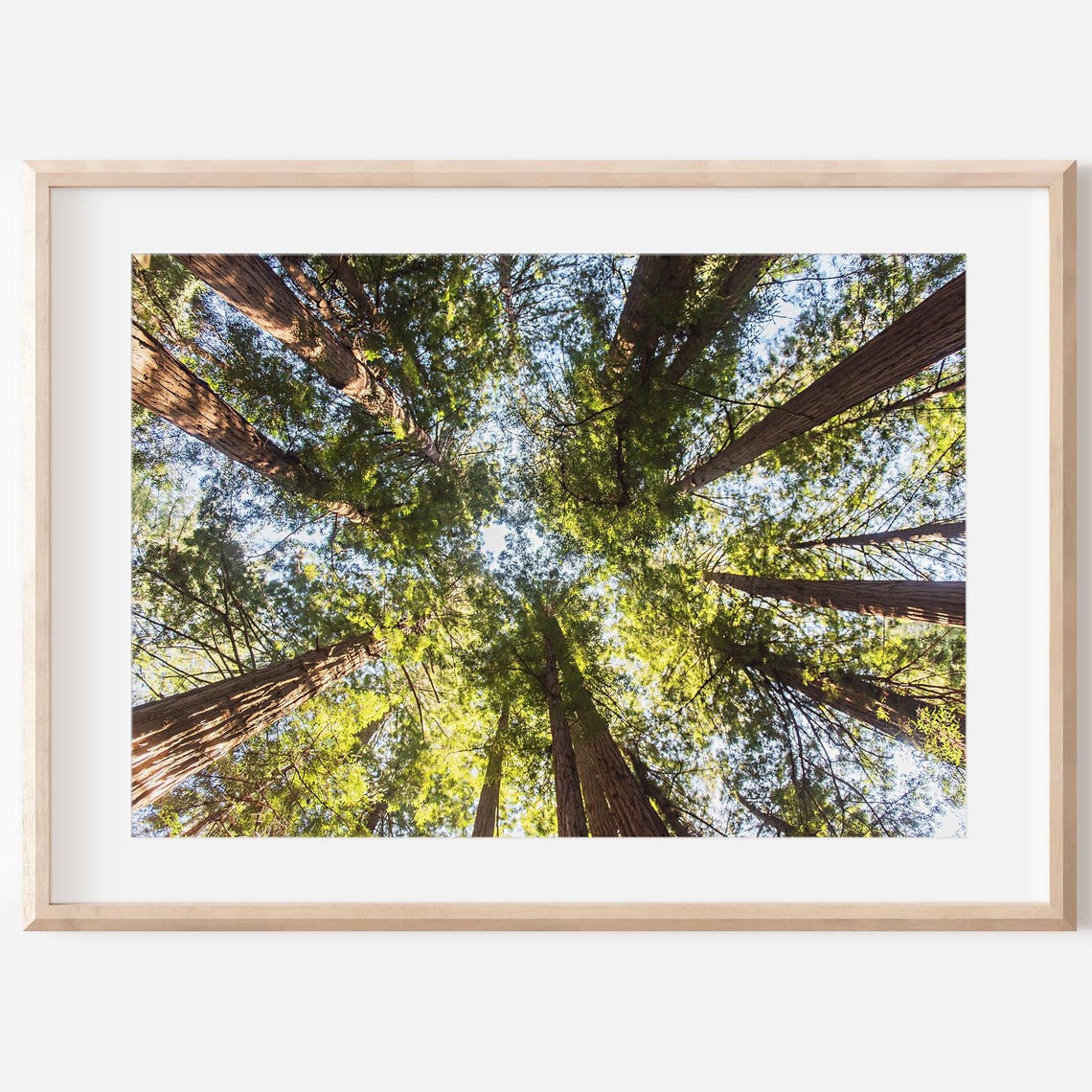 Towering Redwood Forest Canopy Sunlight Nature Photo Wall Poster