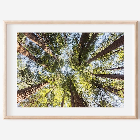 Towering Redwood Forest Canopy Sunlight Nature Photo Wall Poster
