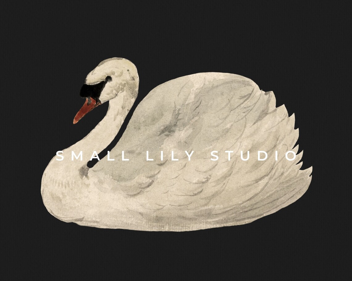 Swan Black White Moody Vintage Art Print - Image 4