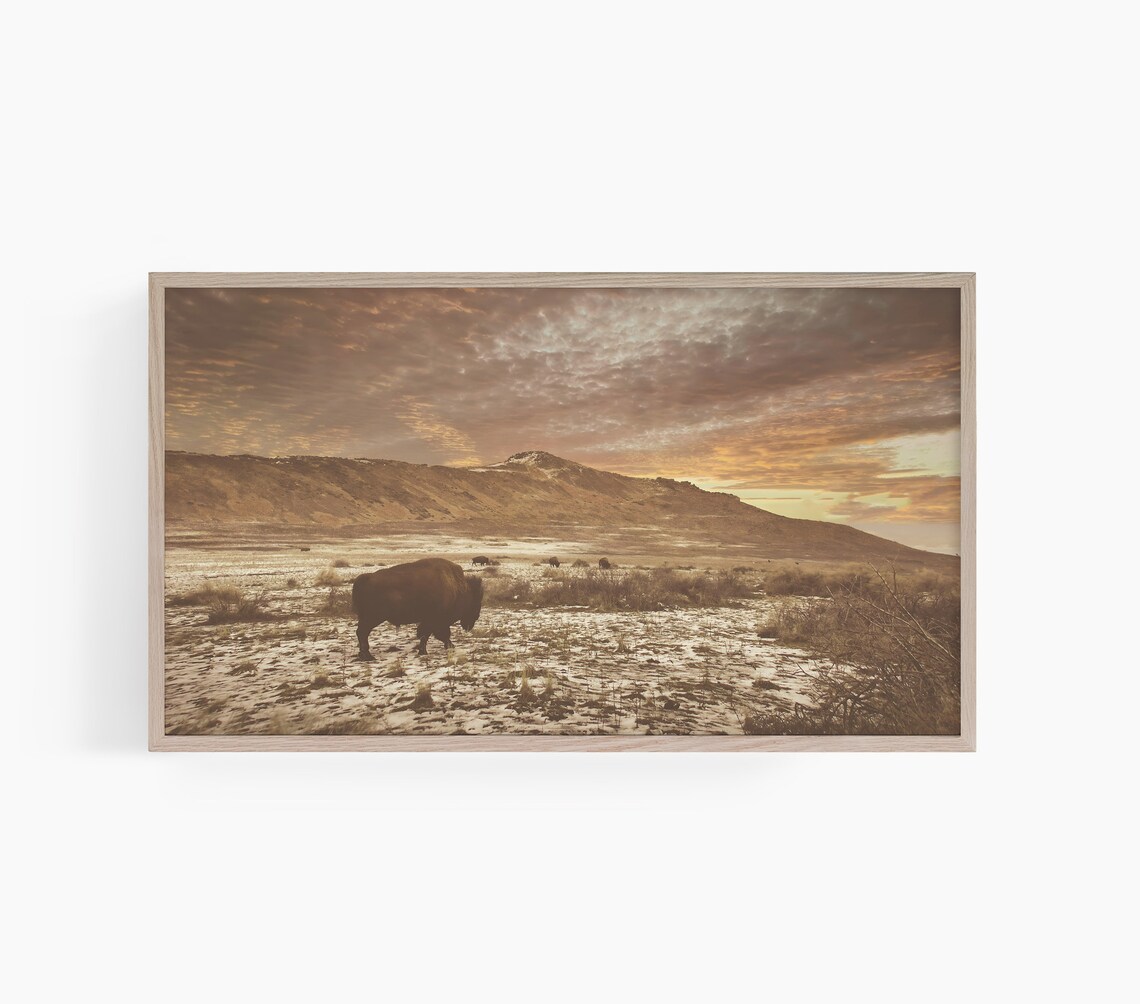 Bison Standing in Snow Plain Under Golden Sunset Western Wildlife Poster