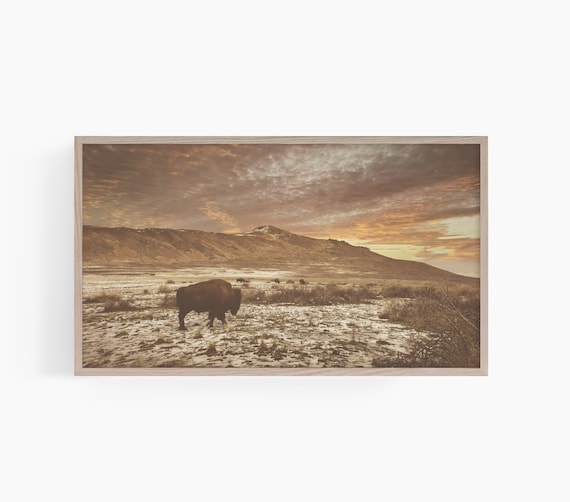 Bison Standing in Snow Plain Under Golden Sunset Western Wildlife Poster