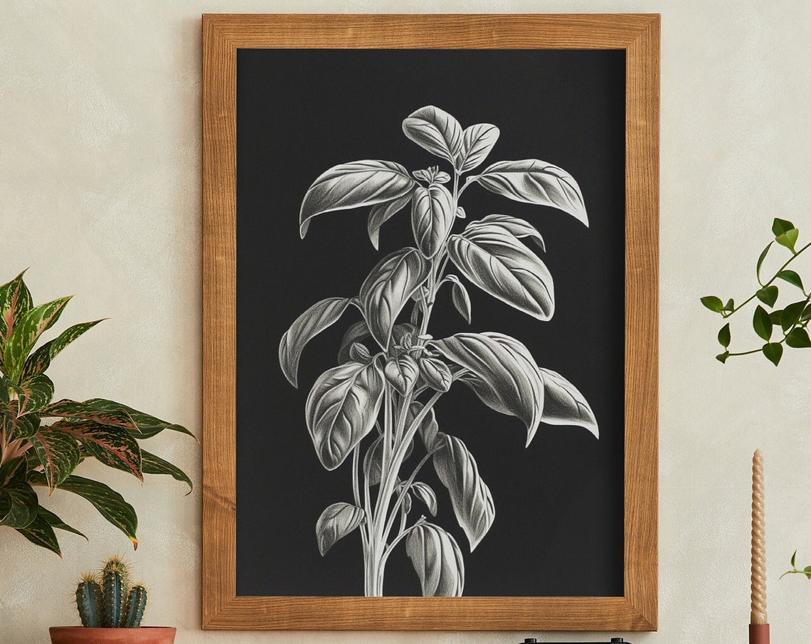 Basil Herb Black And White Pencil Drawing On Dark Botanical Wall Art