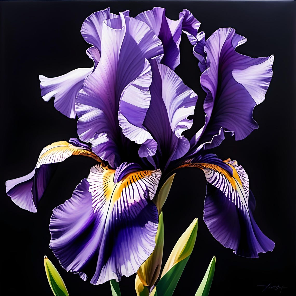 Violet Iris Flower Portrait Dramatic Black Floral Fine Art Poster