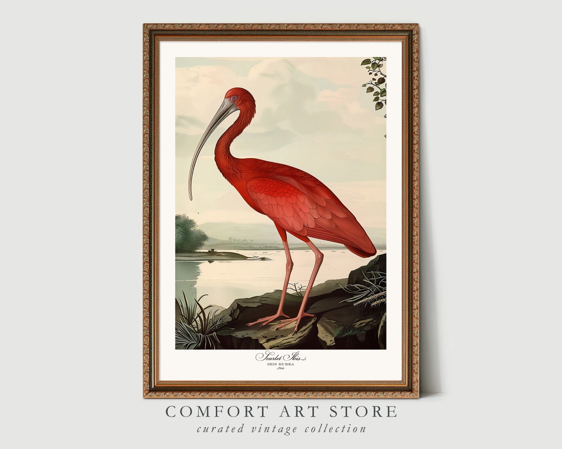 Scarlet Ibis Audubon Style Vintage Bird Illustration Nature Poster - Image 4