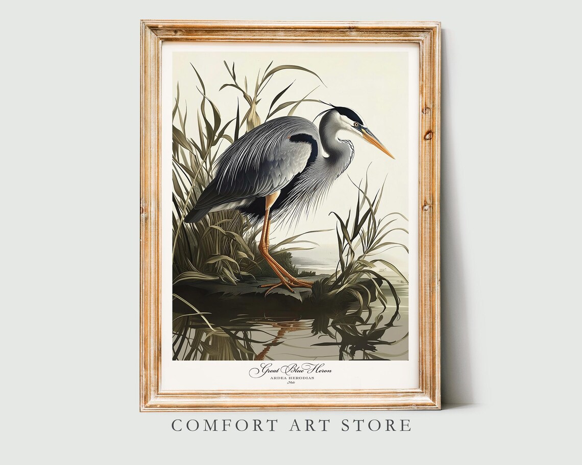 Audubon-Style Great Blue Heron Art Print, Vintage