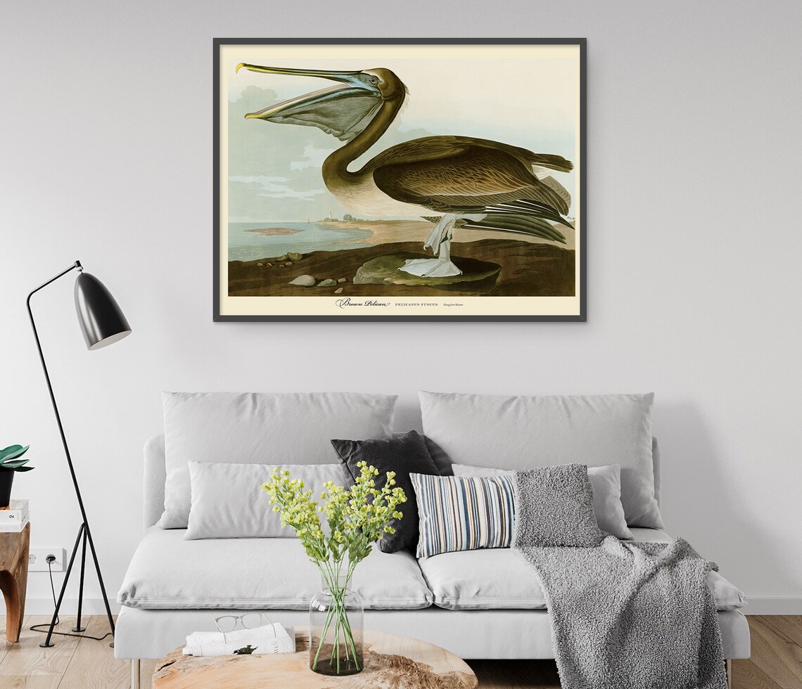 Brown Pelican Vintage Bird Poster, John Audubon - Image 4
