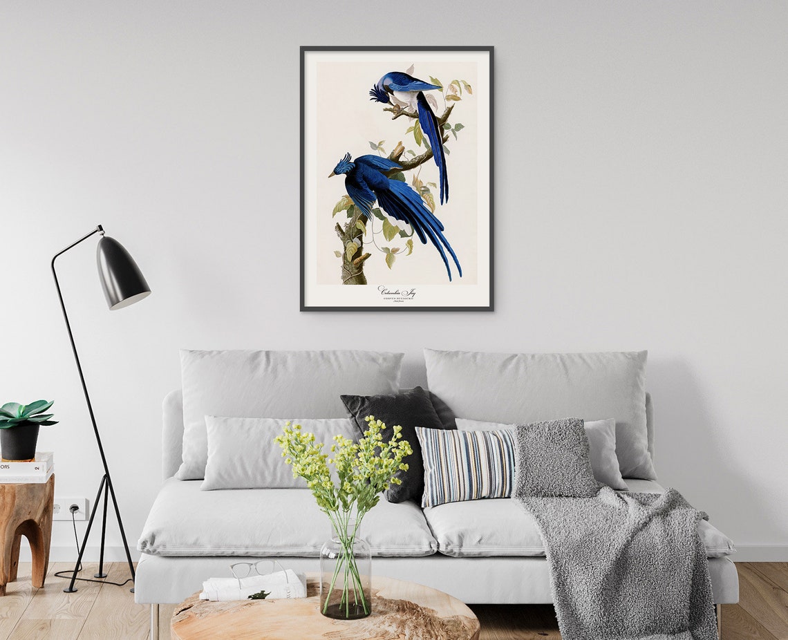 Audubon Columbia Jay Vintage Bird Illustration Print Antique Wall Art - Image 4
