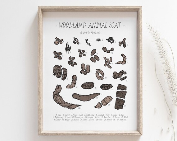 Animal Scat Print, Woodland Field Guide Poster