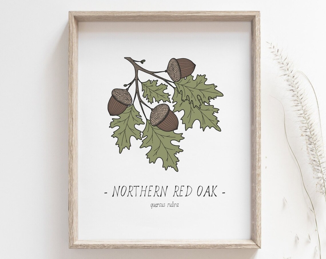 Oak Leaves and Acorn Botanical Art Print