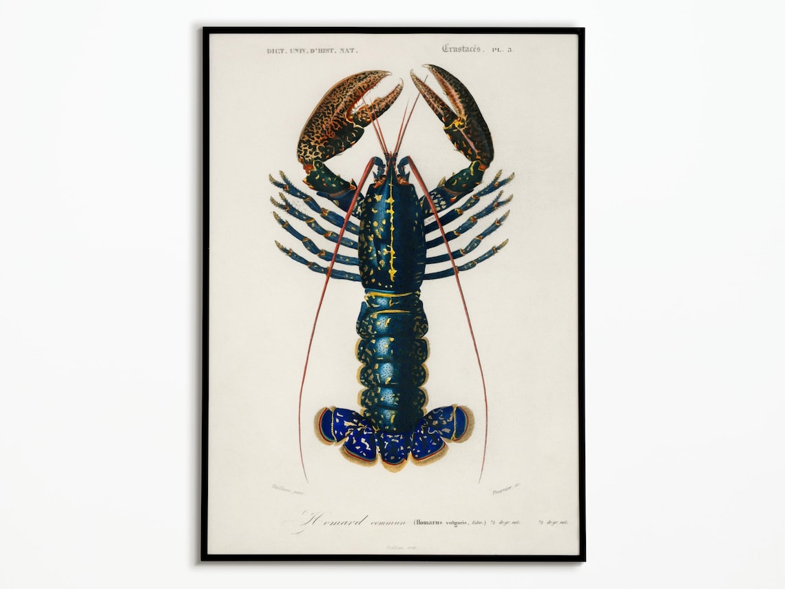 Vintage Lobster Poster, Nautical Sea Life Art Print