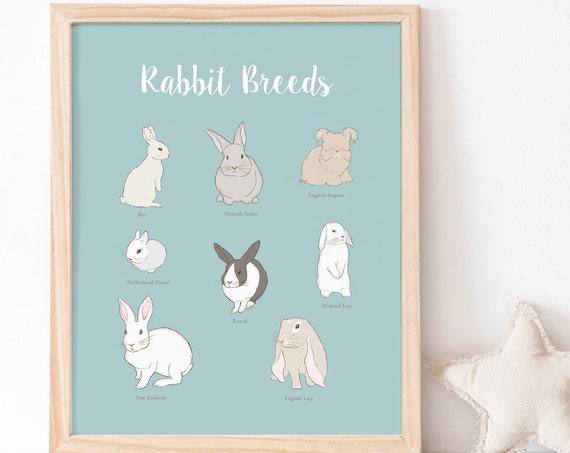 Rabbit Poster, Child Educational Breeds