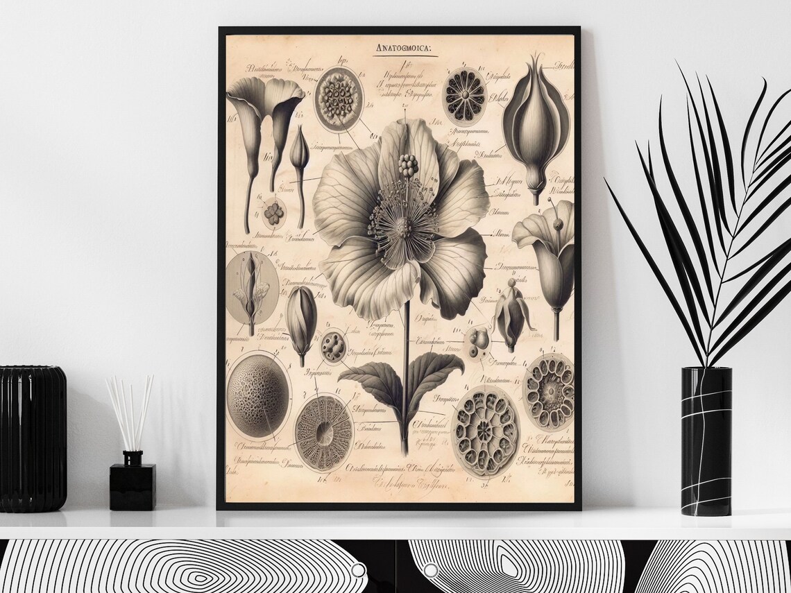 Antique Botanical Anatomy Engraving Of Flower Dissection Poster - Image 3