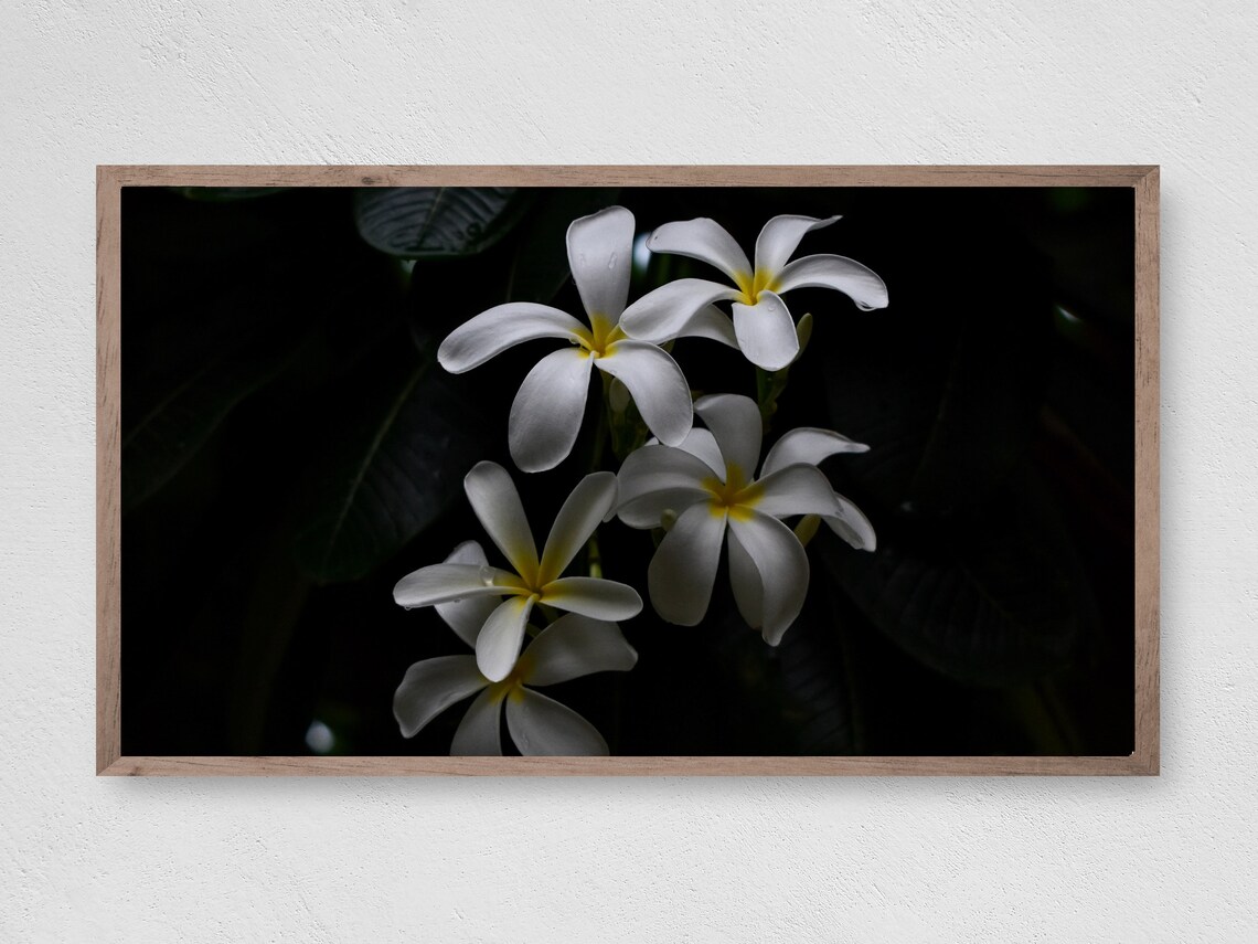 White Orchids TV Art, Botanical Floral Decor