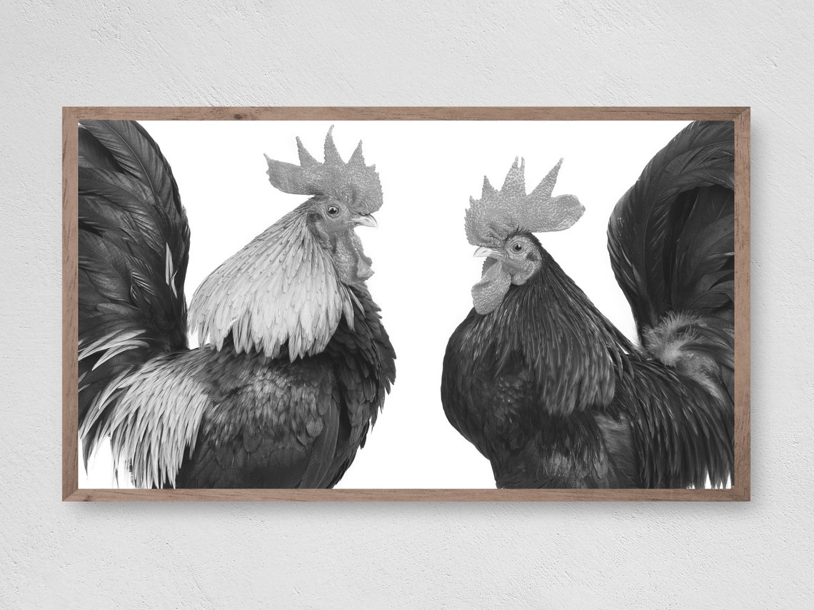 Two Roosters Face Off Black And White Farm Photography Funny Wall Art