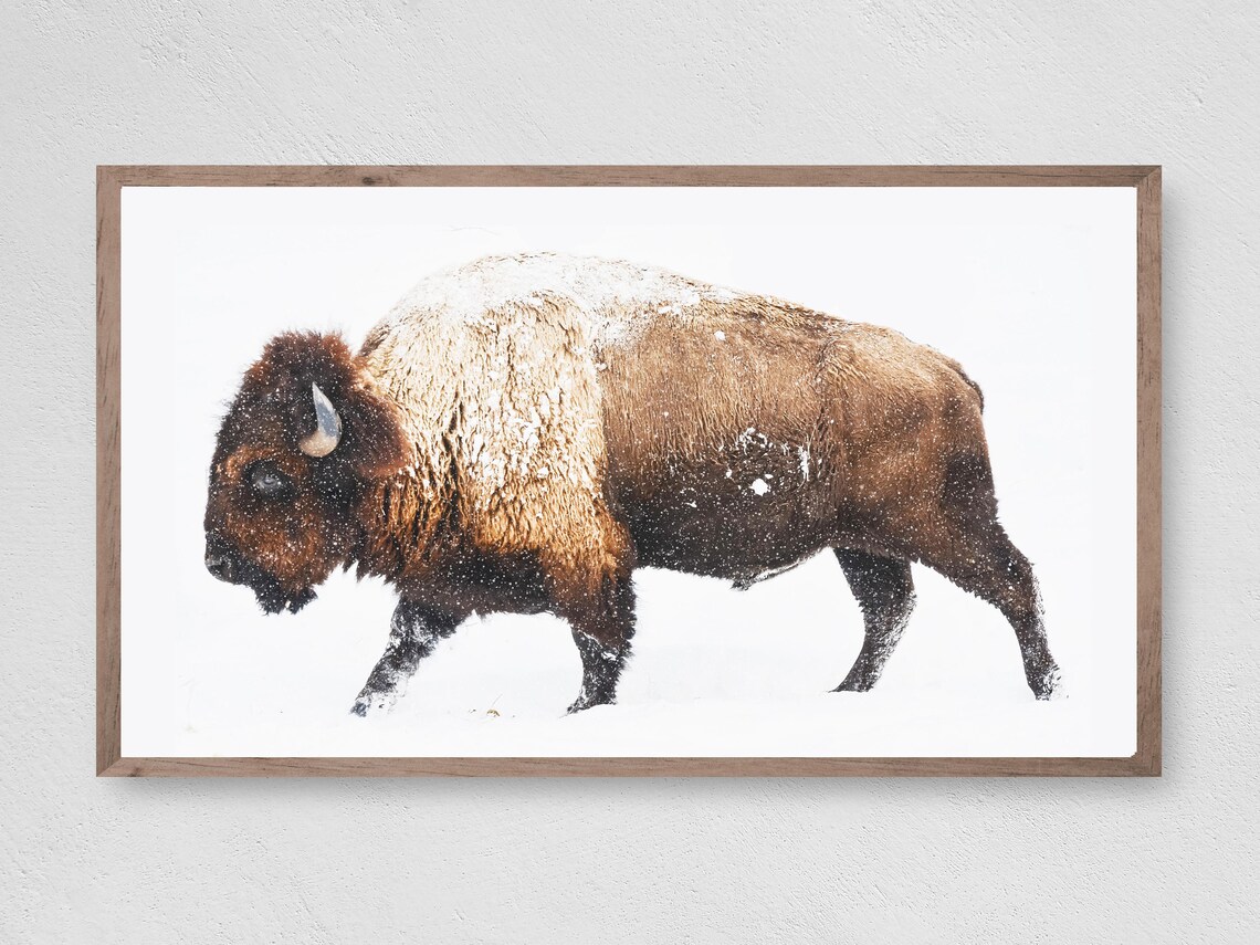 Buffalo In The Snow Winter Bison Art Print